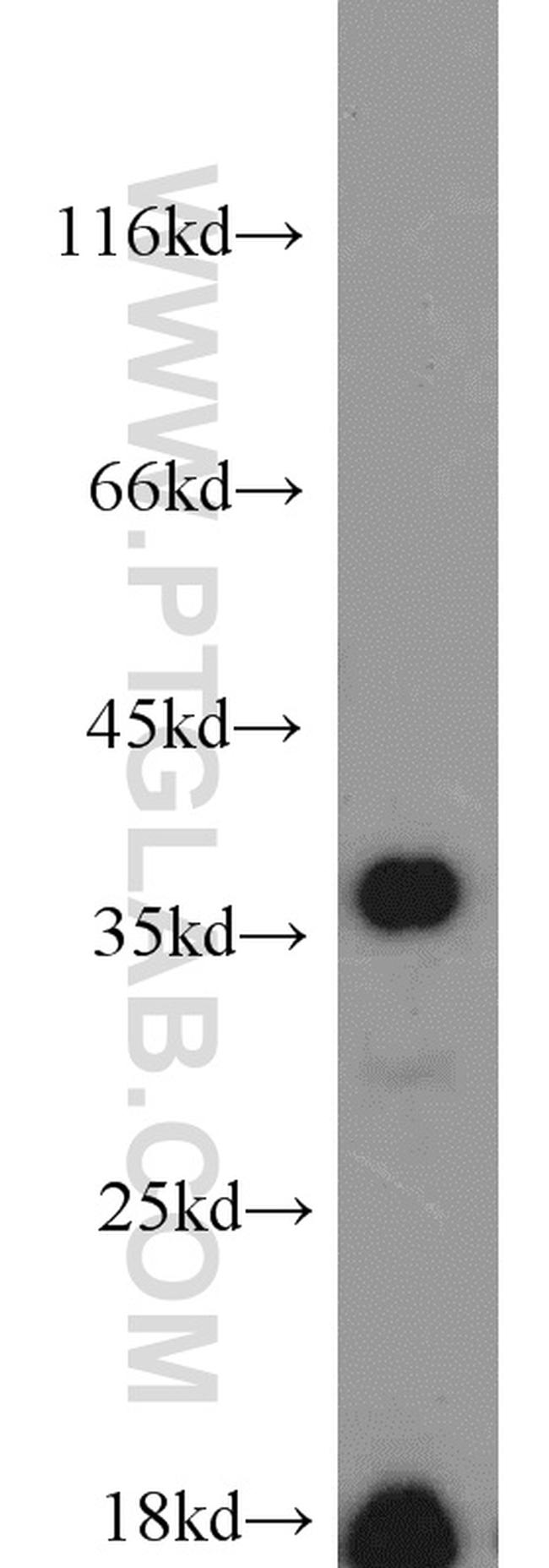 CAMLG Antibody in Western Blot (WB)