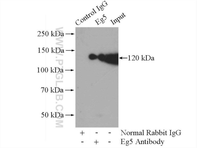 Eg5 Antibody in Immunoprecipitation (IP)