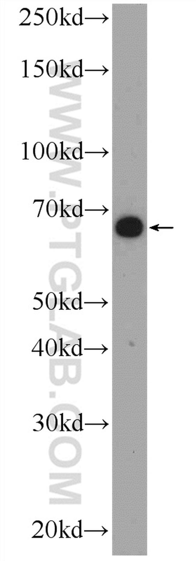 C16orf84 Antibody in Western Blot (WB)