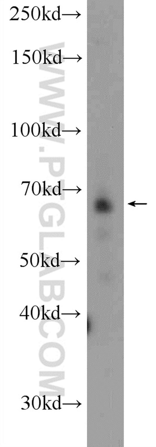 KDELC2 Antibody in Western Blot (WB)