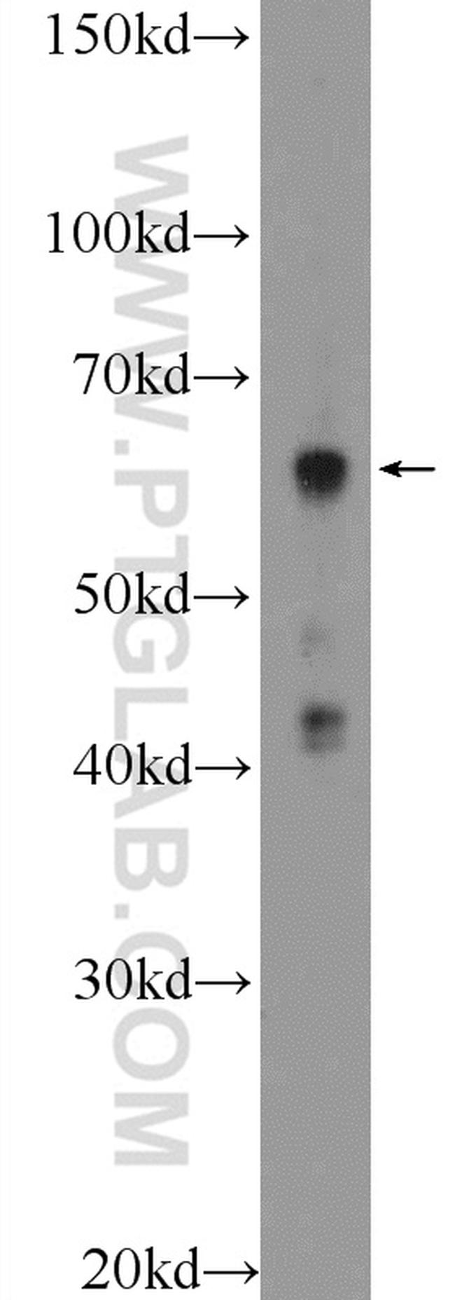 KDELC2 Antibody in Western Blot (WB)