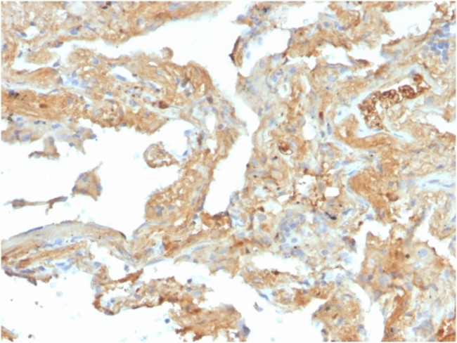 Fibronectin Antibody in Immunohistochemistry (Paraffin) (IHC (P))