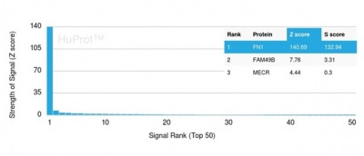 Fibronectin Antibody in Peptide array (ARRAY)