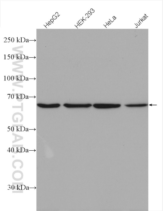 PIAS1 Antibody in Western Blot (WB)