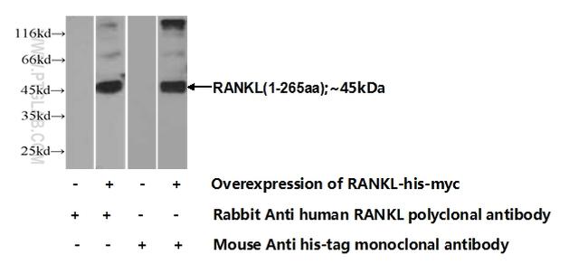 RANKL Antibody in Western Blot (WB)