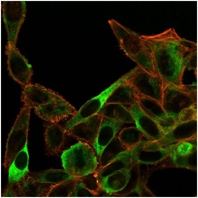 Sirtuin 3 (SIRT3) Antibody in Immunocytochemistry (ICC/IF)