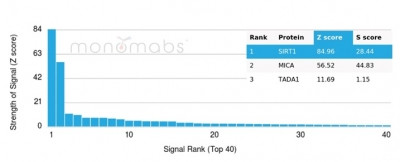 Sirtuin1 (SIRT1) Antibody in Peptide array (ARRAY)