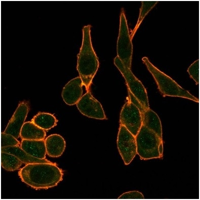 Sirtuin1 (SIRT1) Antibody in Immunocytochemistry (ICC/IF)