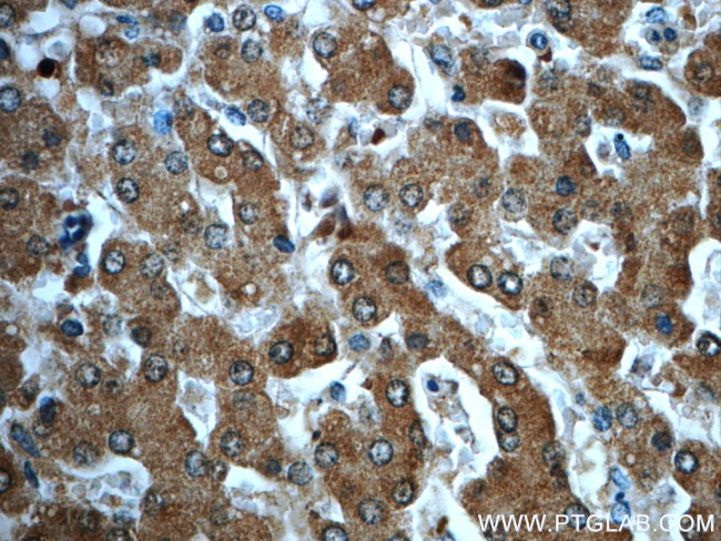 ADH7 Antibody in Immunohistochemistry (Paraffin) (IHC (P))