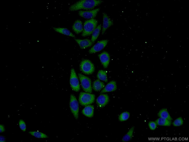 KHDC1 Antibody in Immunocytochemistry (ICC/IF)