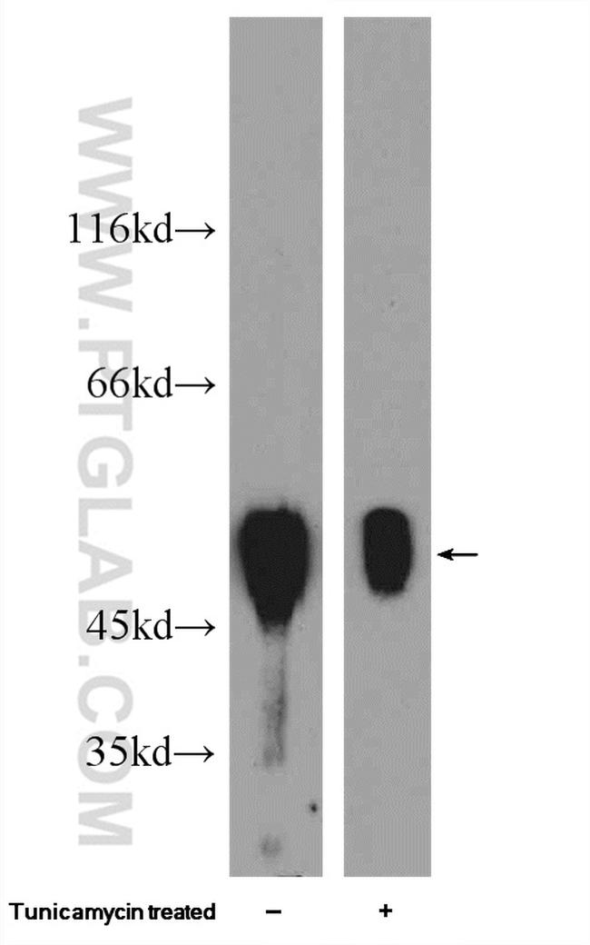 XIAP Antibody in Western Blot (WB)