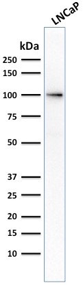 FOLH1/PSMA (Prostate Epithelial Marker) Antibody in Western Blot (WB)