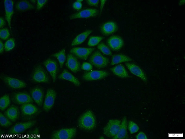 Ubiquilin 1 Antibody in Immunocytochemistry (ICC/IF)