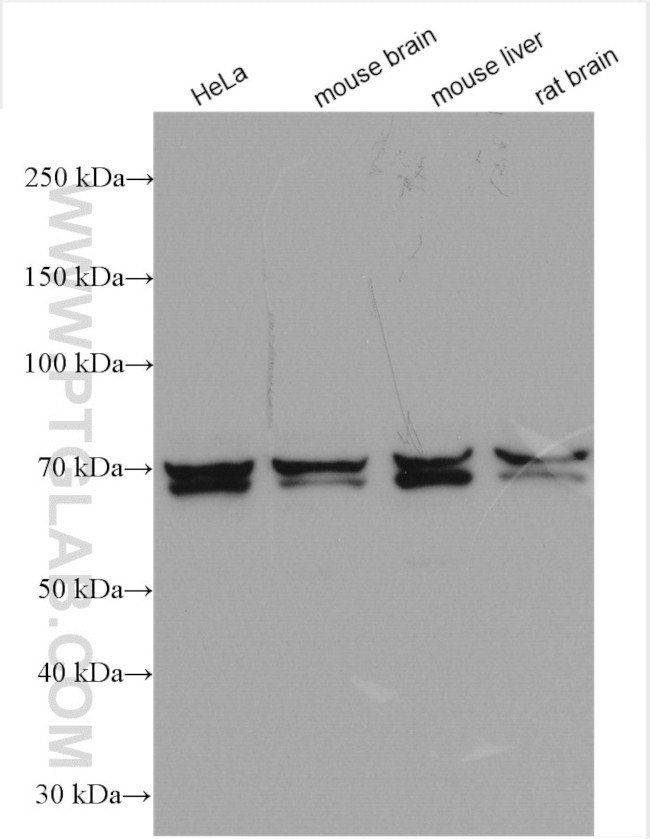 GRB10 Antibody in Western Blot (WB)