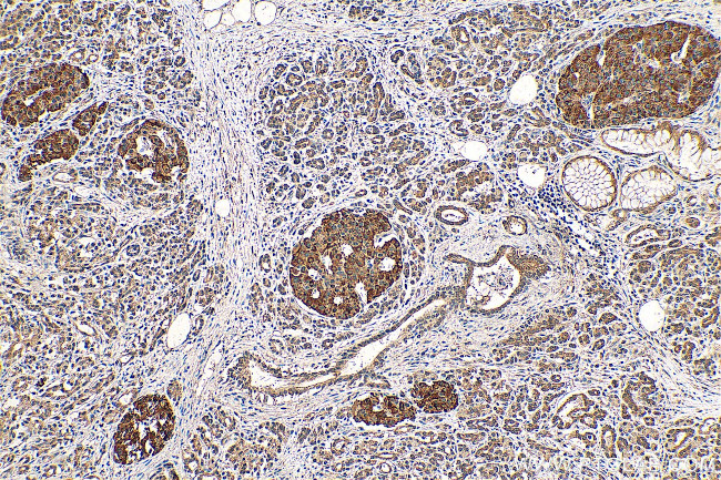 NPS Antibody in Immunohistochemistry (Paraffin) (IHC (P))