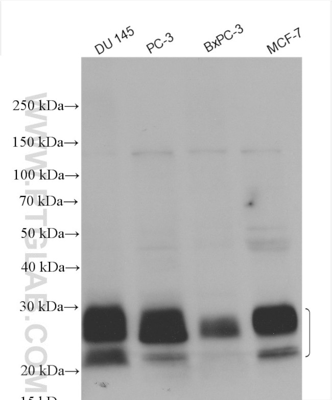 MUC1/CA15-3 Antibody in Western Blot (WB)
