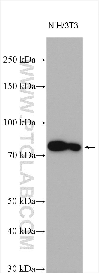 RSK2 Antibody in Western Blot (WB)