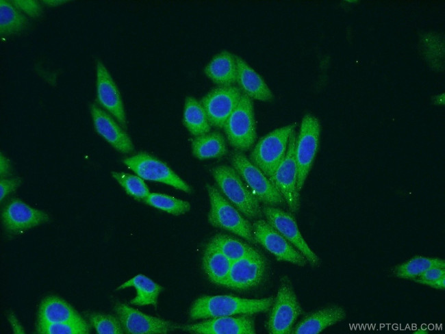 ARCN1 Antibody in Immunocytochemistry (ICC/IF)