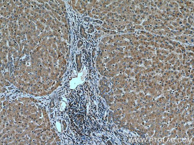 IER2 Antibody in Immunohistochemistry (Paraffin) (IHC (P))