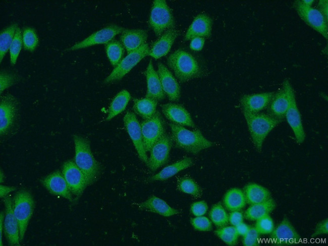 BCHE Antibody in Immunocytochemistry (ICC/IF)