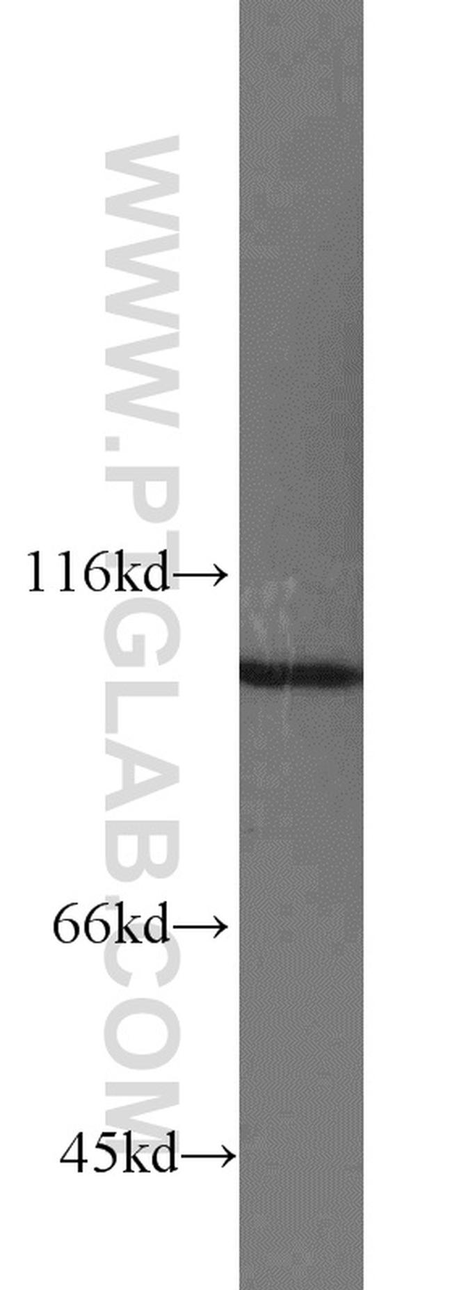 MYO19 Antibody in Western Blot (WB)