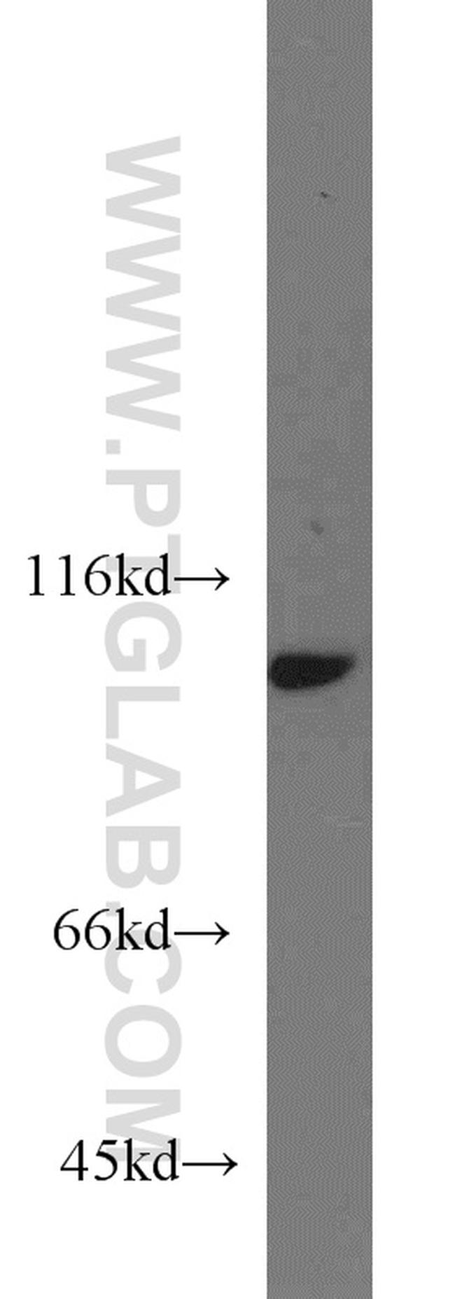 MYO19 Antibody in Western Blot (WB)