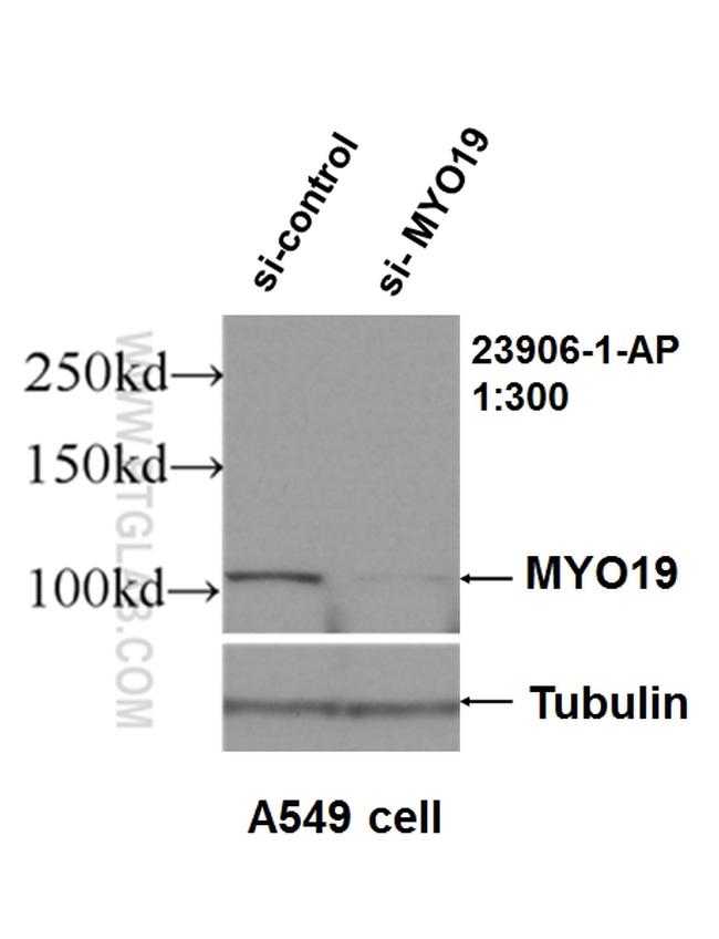 MYO19 Antibody in Western Blot (WB)