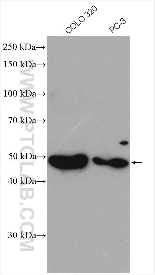 SOX7 Antibody in Western Blot (WB)