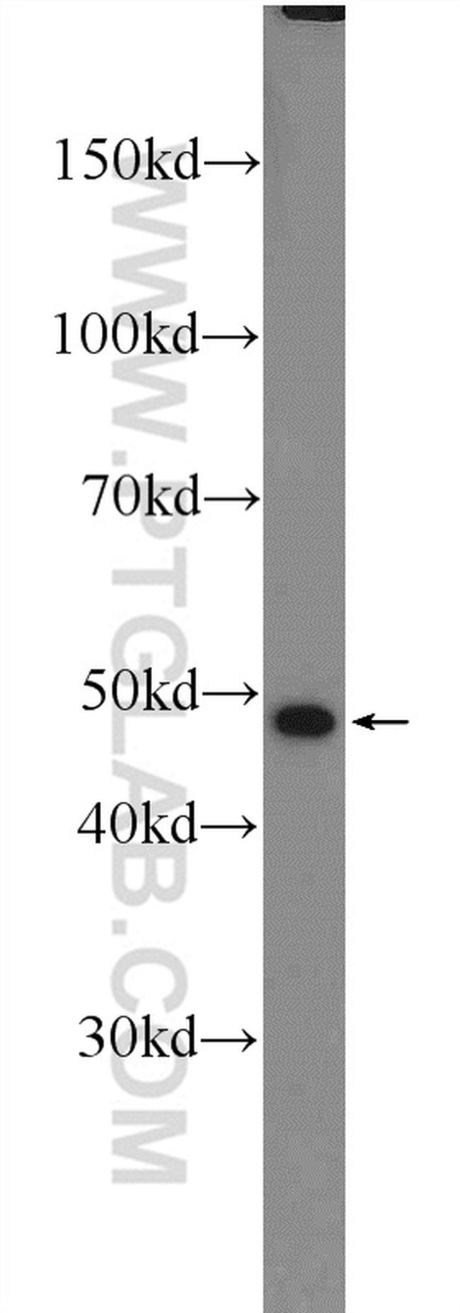 SOX7 Antibody in Western Blot (WB)