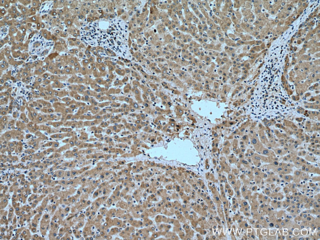 Angiotensinogen Antibody in Immunohistochemistry (Paraffin) (IHC (P))