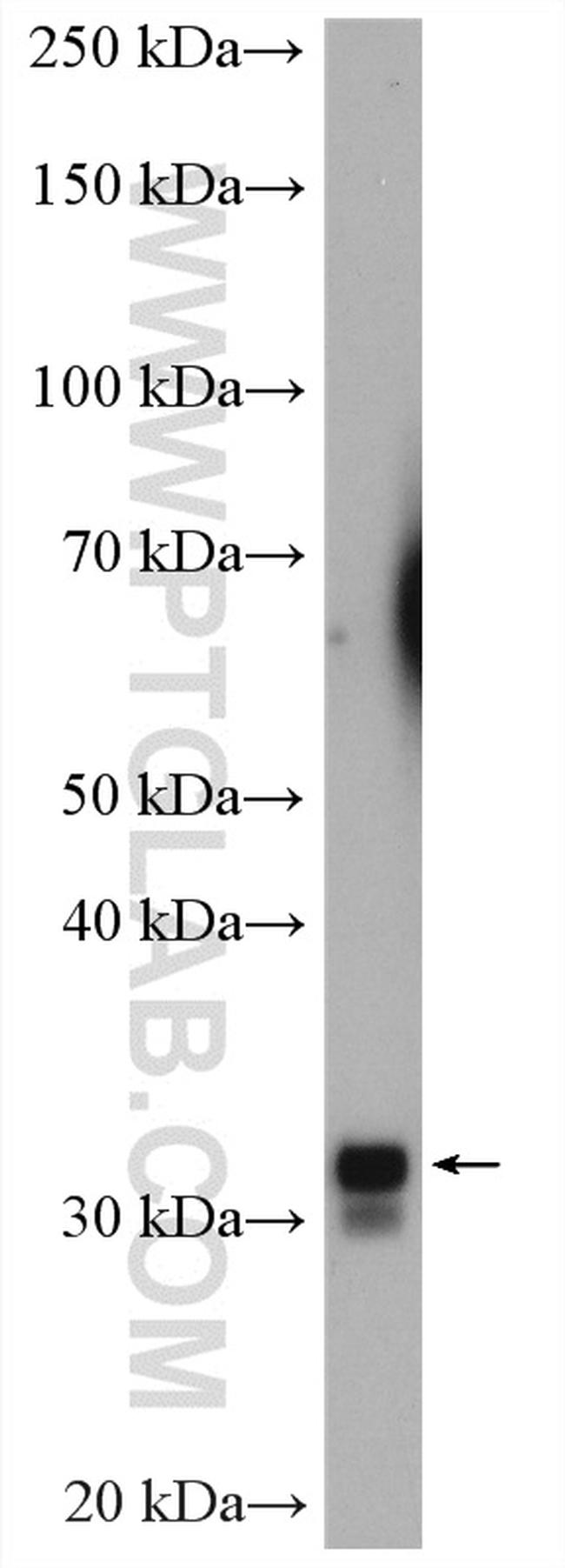 TMEM55B Antibody in Western Blot (WB)