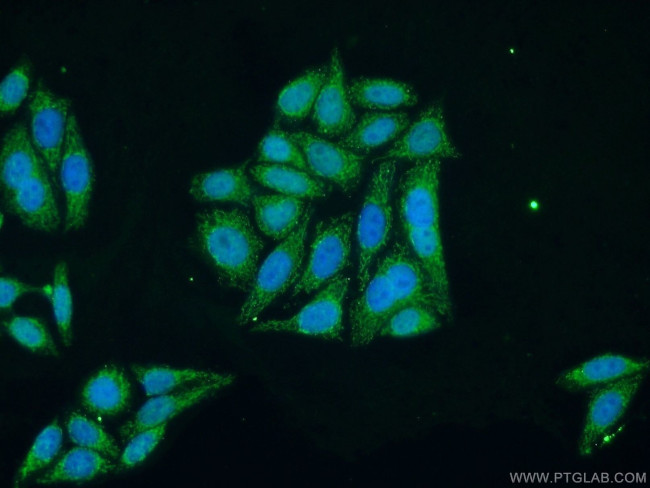 TFAM Antibody in Immunocytochemistry (ICC/IF)