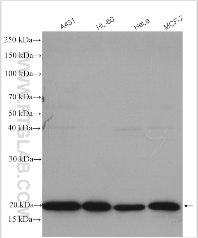 TFAM Antibody in Western Blot (WB)