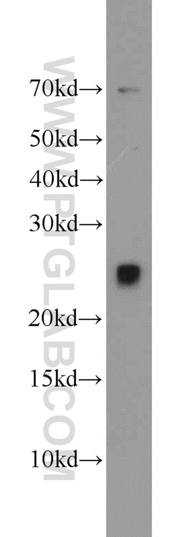 TFAM Antibody in Western Blot (WB)