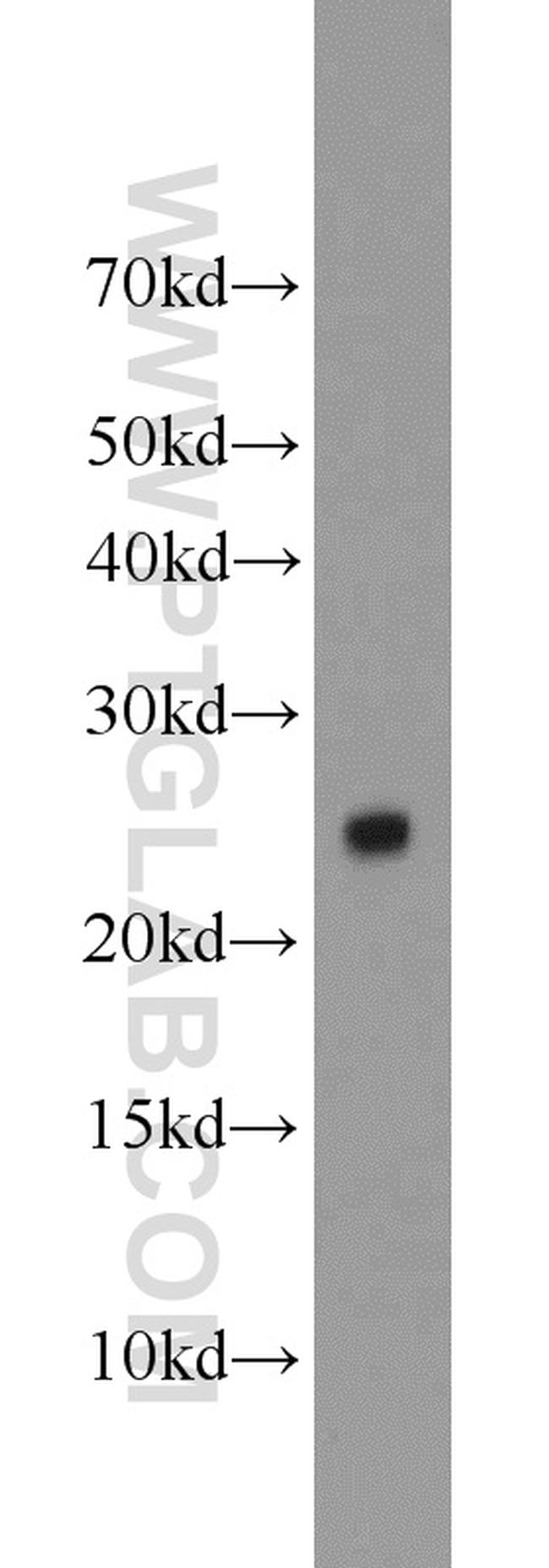 TFAM Antibody in Western Blot (WB)