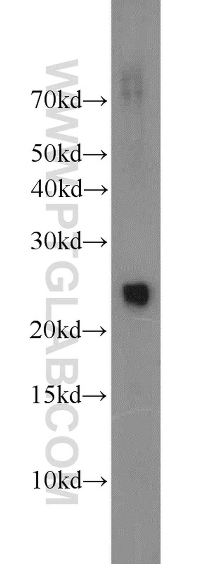 TFAM Antibody in Western Blot (WB)