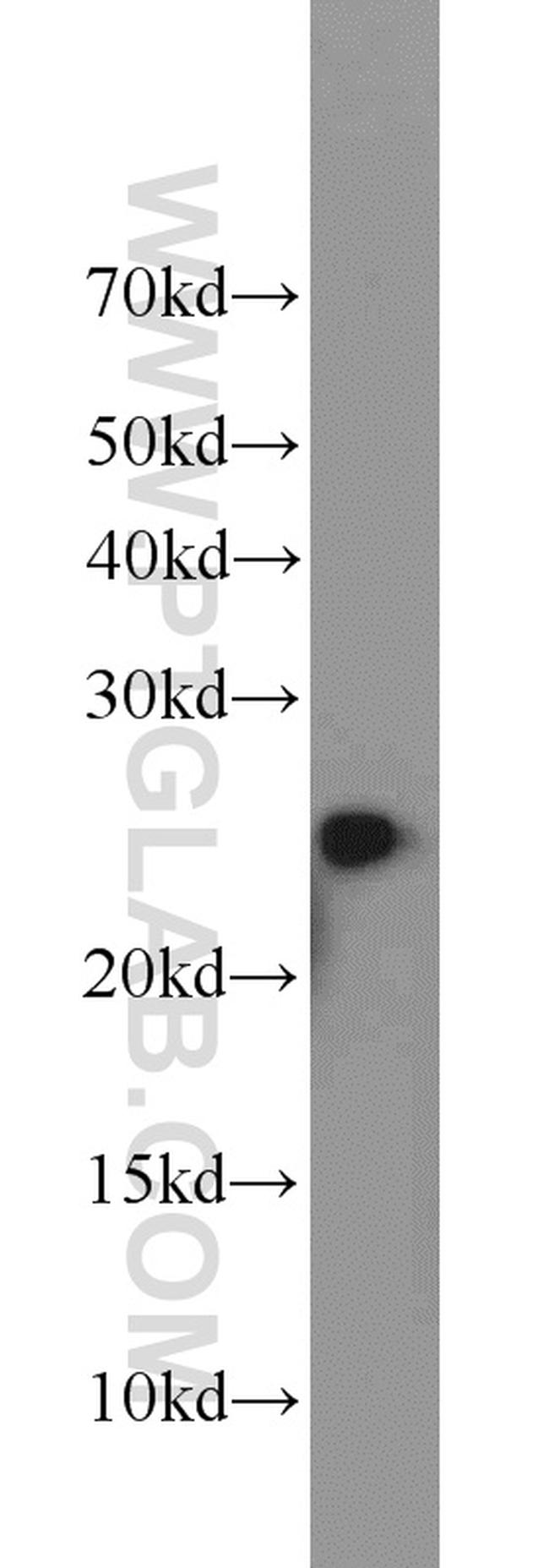 TFAM Antibody in Western Blot (WB)