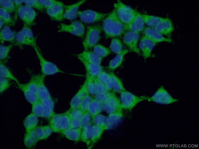 MUTED/BLOC1S5 Antibody in Immunocytochemistry (ICC/IF)