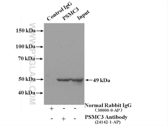 PSMC3 Antibody in Immunoprecipitation (IP)