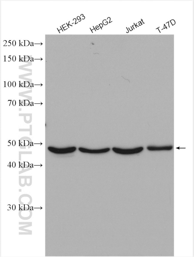 PSMC3 Antibody in Western Blot (WB)