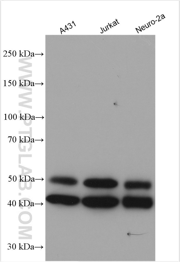 JNK Antibody in Western Blot (WB)