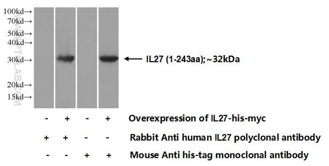 IL-27 Antibody in Western Blot (WB)