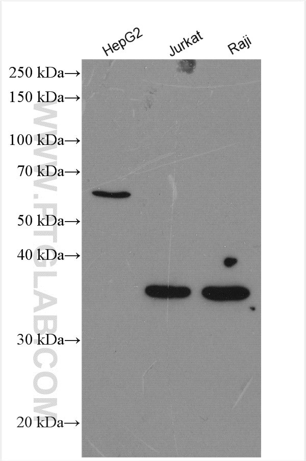 XBP1 Antibody in Western Blot (WB)