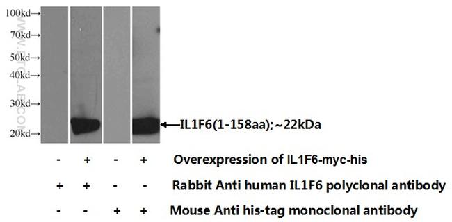 IL-1F6 / IL-36 alpha Antibody in Western Blot (WB)