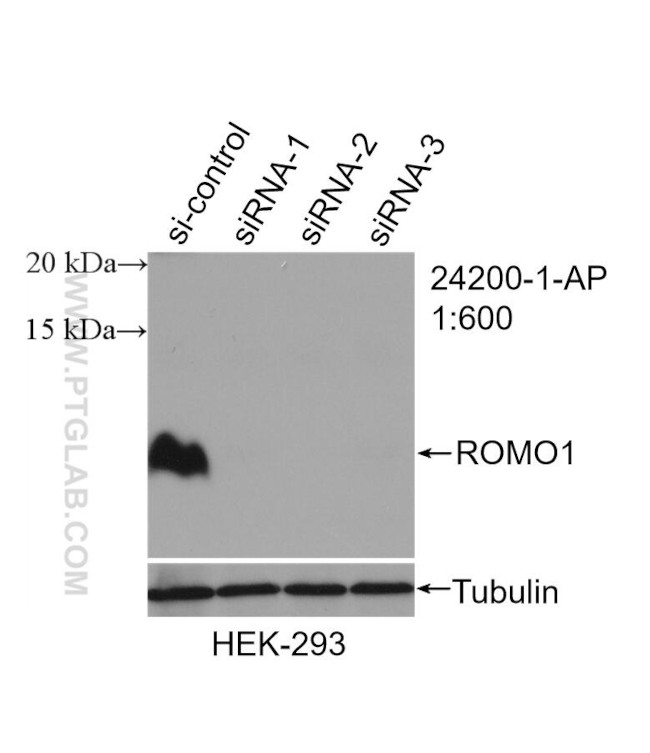 ROMO1 Antibody in Western Blot (WB)