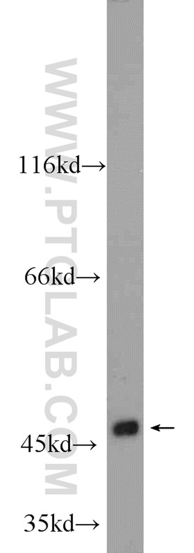 WNT6 Antibody in Western Blot (WB)