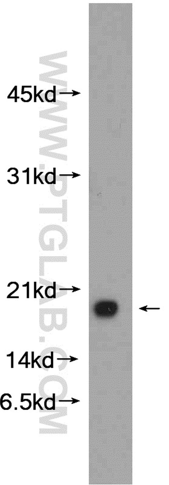 C1orf31 Antibody in Western Blot (WB)