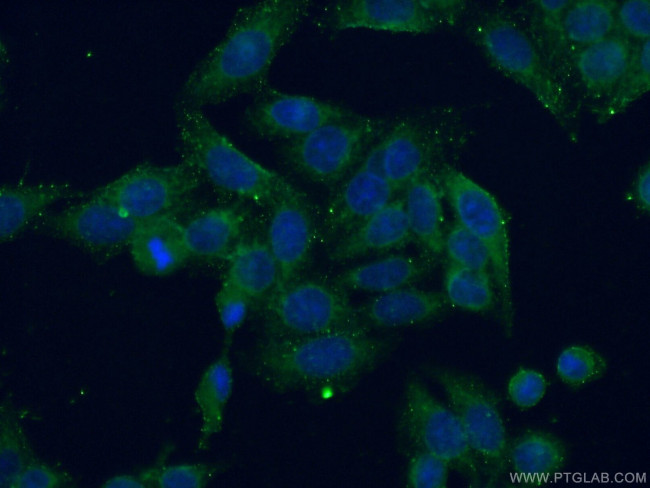 C7orf47 Antibody in Immunocytochemistry (ICC/IF)