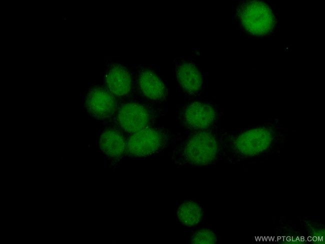 PAPOLG Antibody in Immunocytochemistry (ICC/IF)