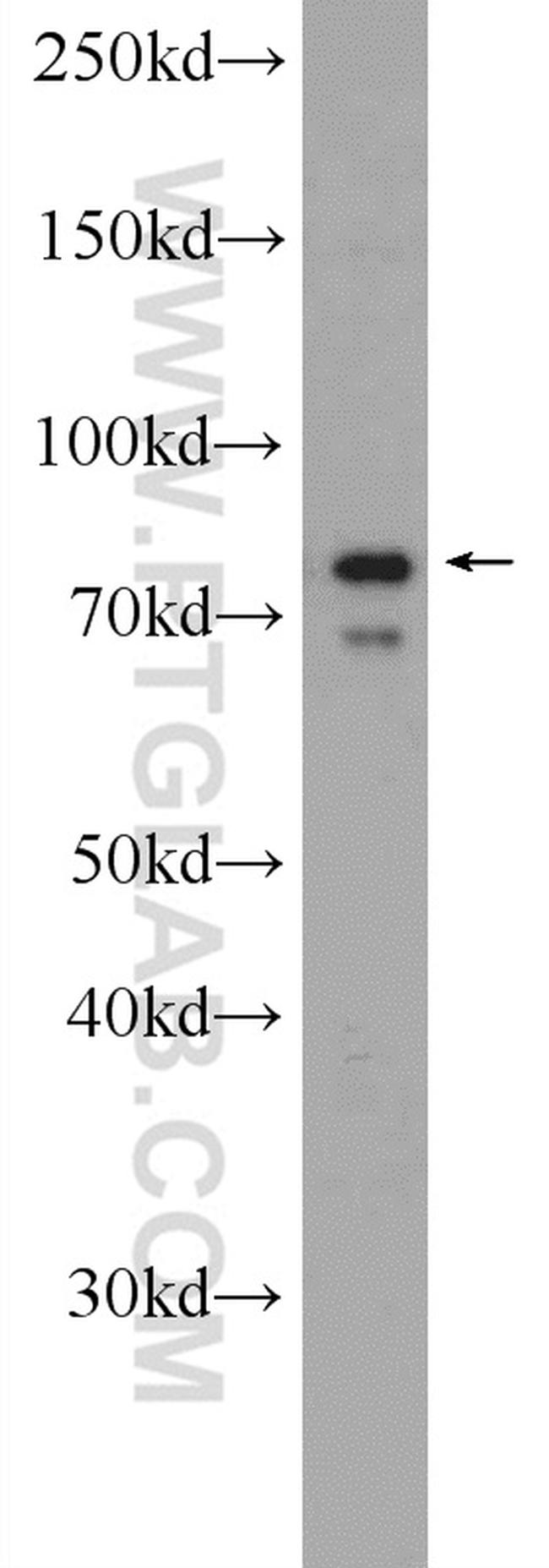 PAPOLG Antibody in Western Blot (WB)